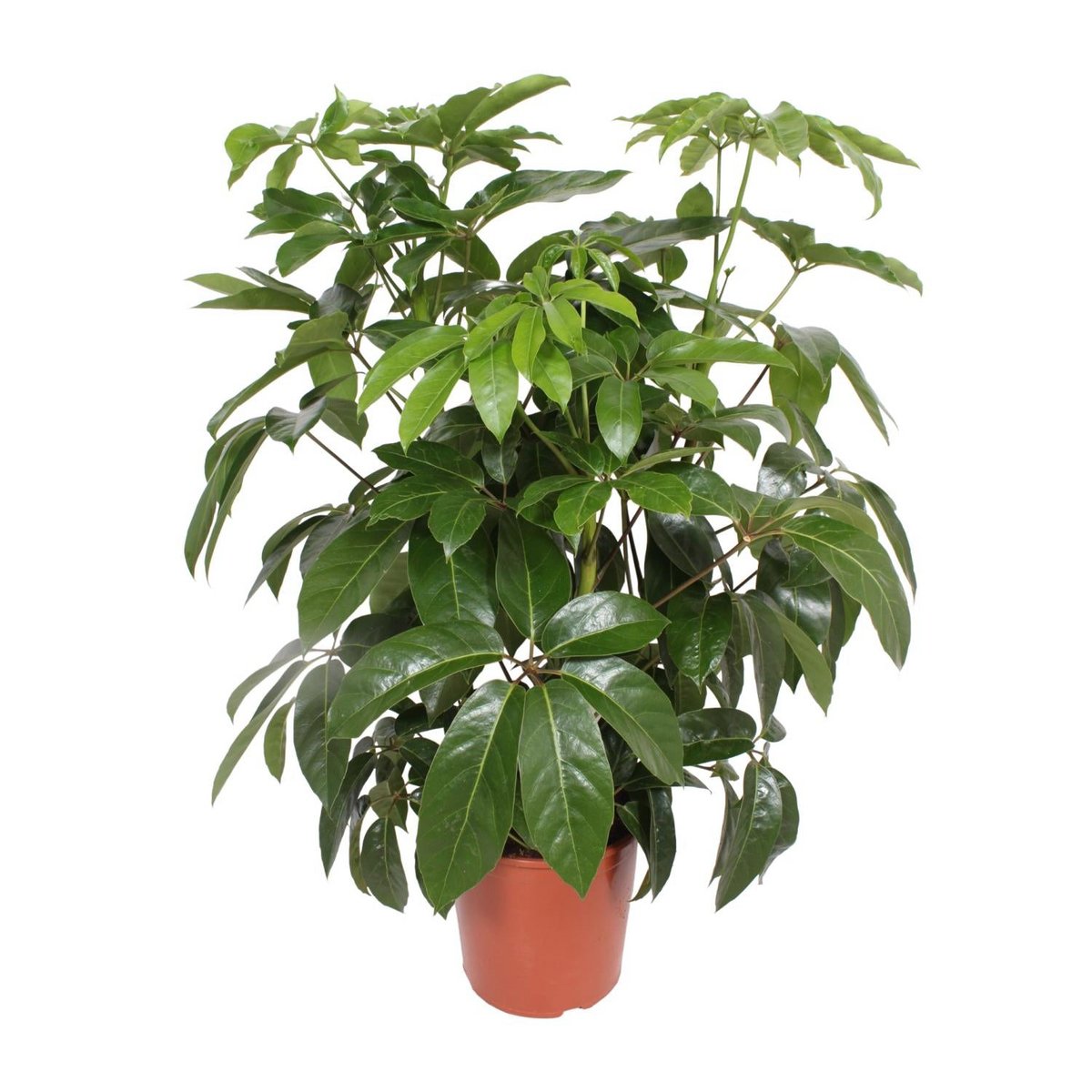 Schefflera Actinophylla ' Amate’ | [P30-H120]