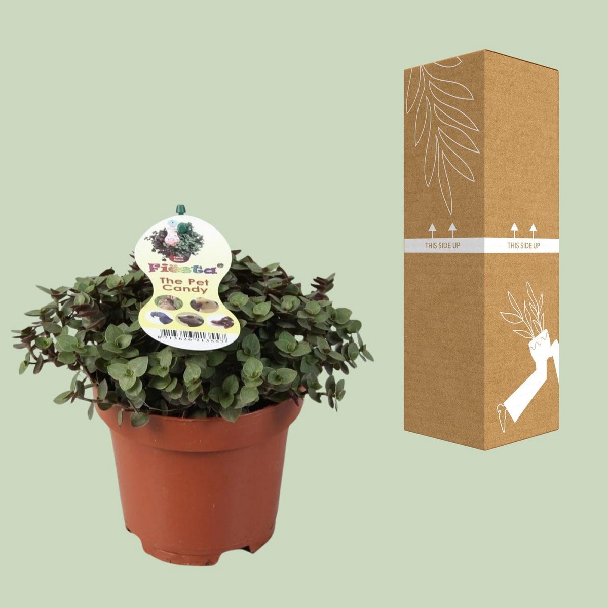 Calissia Repens | [P12-H17]