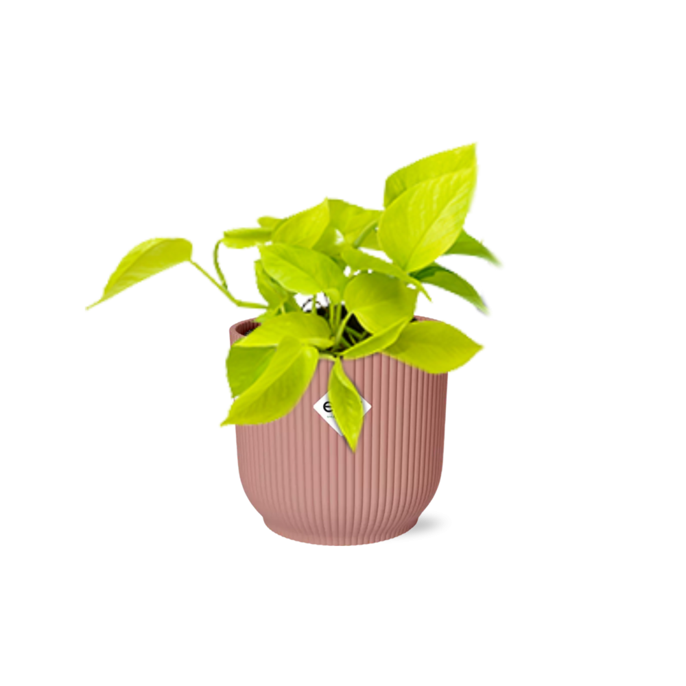 Epipremnum Pinnatum ‘Golden Pothos’ in ELHO Vibes Fold 14cm roze