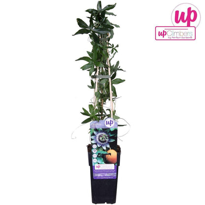 Passiflora blue - ↨65cm - ø15