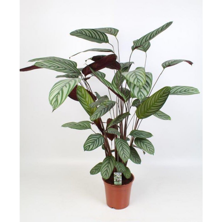 Ctenanthe Oppenheimiana - Ø21cm - ↕100cm