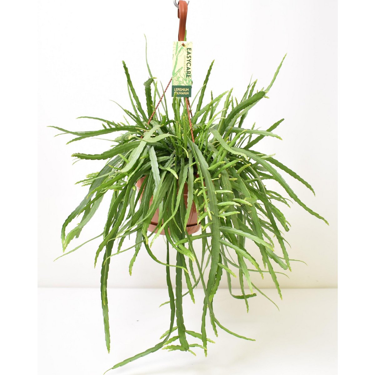 Lepismium Bolivianum - Ø17cm - ↕55cm