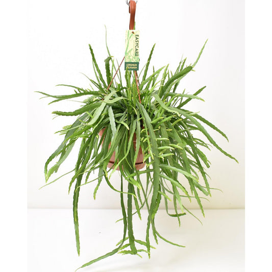 Lepismium Bolivianum - Ø17cm - ↕55cm