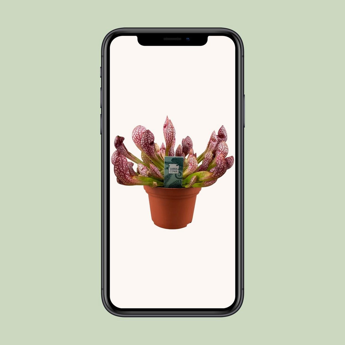 Sarracenia Scarlet Belle - Ø12cm - ↕40cm