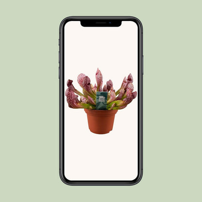 Sarracenia Scarlet Belle - Ø12cm - ↕40cm