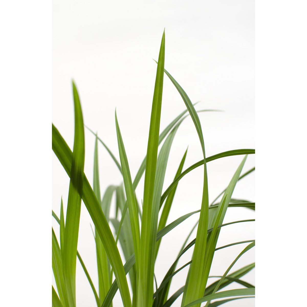 Carex morrowii Irish Green - Ø19cm - ↕40cm - Ø14 - ↨30cm