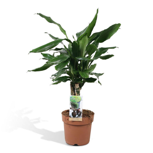 Dracaena Fagrans Steudneri Green - Ø17cm - ↨55cm