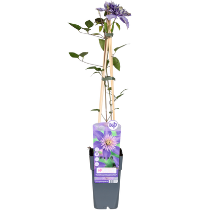 Clematis Multi Blue - ↕65cm - Ø15