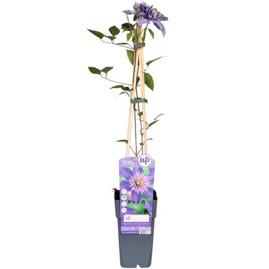 Clematis Multi Blue - ↕65cm - Ø15