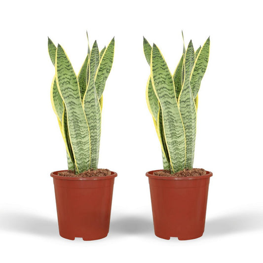 Sansevieria Laurentii - 2 pieces - ø14cm - ↕40cm