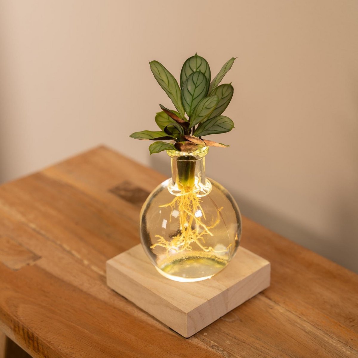 Calathea in Samoa glass with LED lighting - ø12cm - ↕10cm