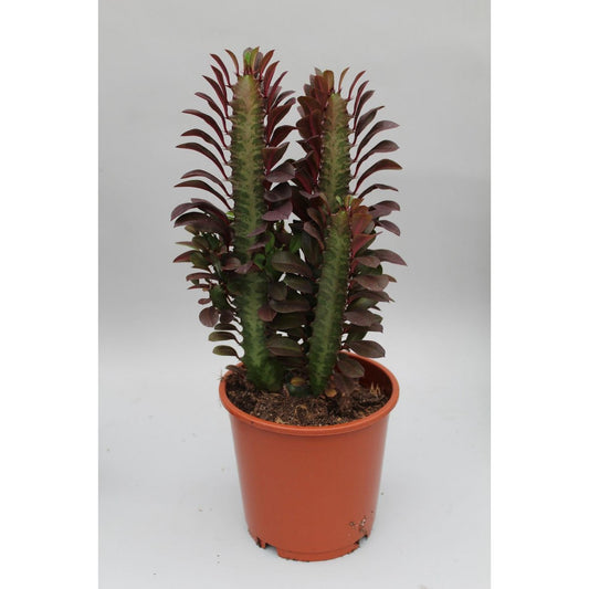 Euphorbia Trigona Rubra - Ø12cm - ↕40cm
