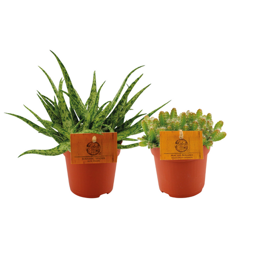 Aloe Spider/Hylocereus Undatus Duo - 2 pieces - Ø10.5cm - ↕15cm