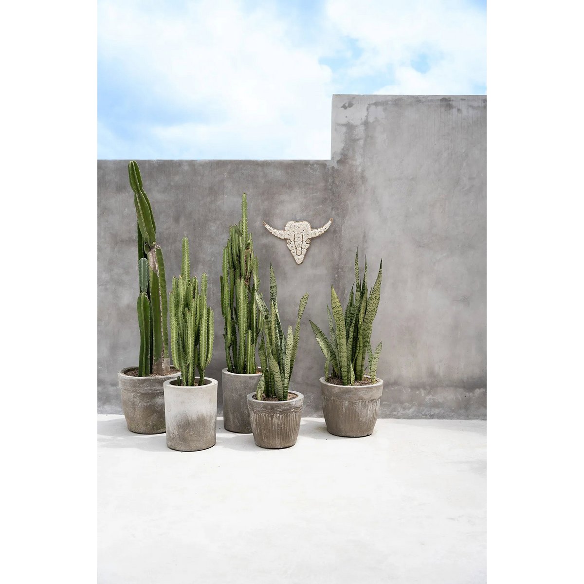 The Bull Shell - White