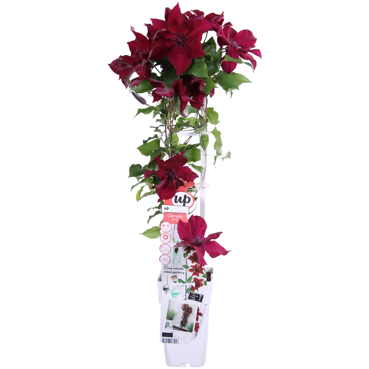 Clematis BoulevardÂ® Nubiaâ„¢ - ↕65cm - Ø15