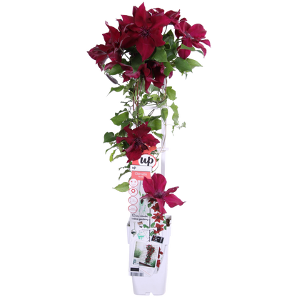 Clematis BoulevardÂ® Nubiaâ„¢ - ↕65cm - Ø15
