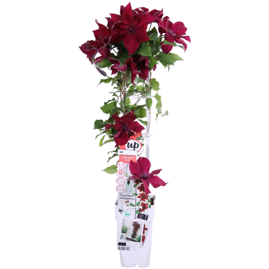 Clematis BoulevardÂ® Nubiaâ„¢ - ↕65cm - Ø15