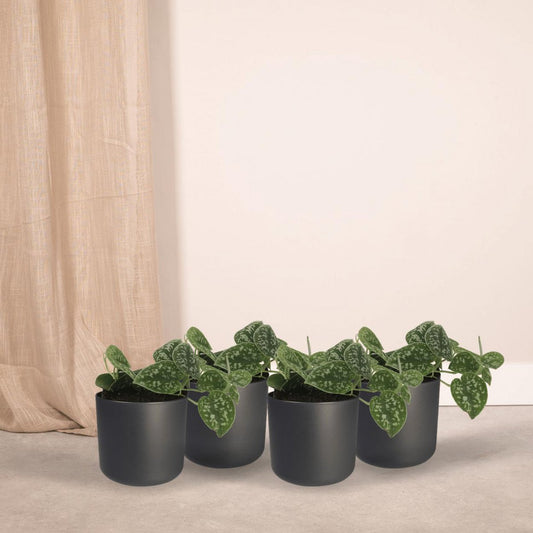 Scindapsus Pictus - 4 pieces - ø12cm - ↕15cm