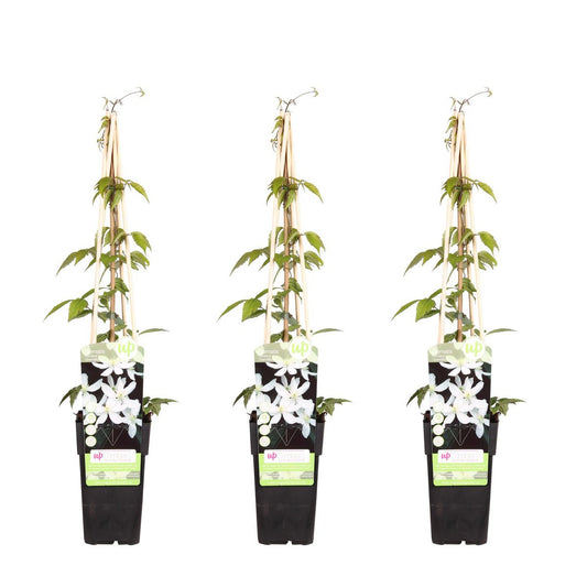 3x - Clematis Montana 'Grandiflora' - ↨65cm - Ø15