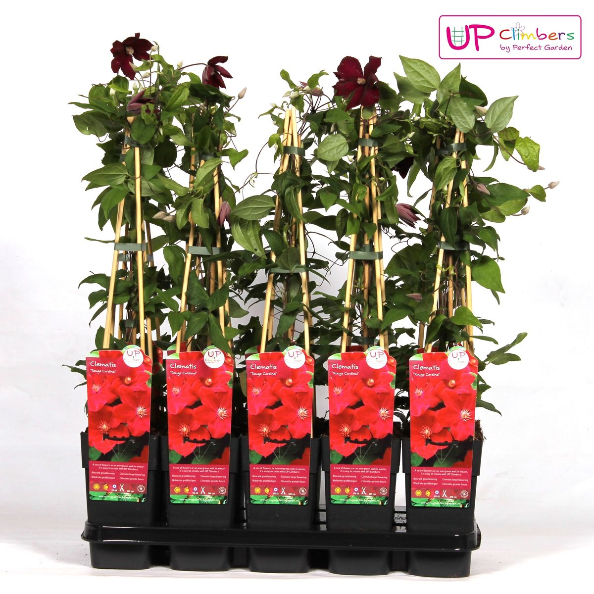 Clematis Rouge Cardinal - ↕65cm - Ø15