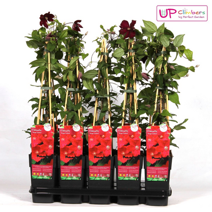 Clematis Rouge Cardinal - ↕65cm - Ø15