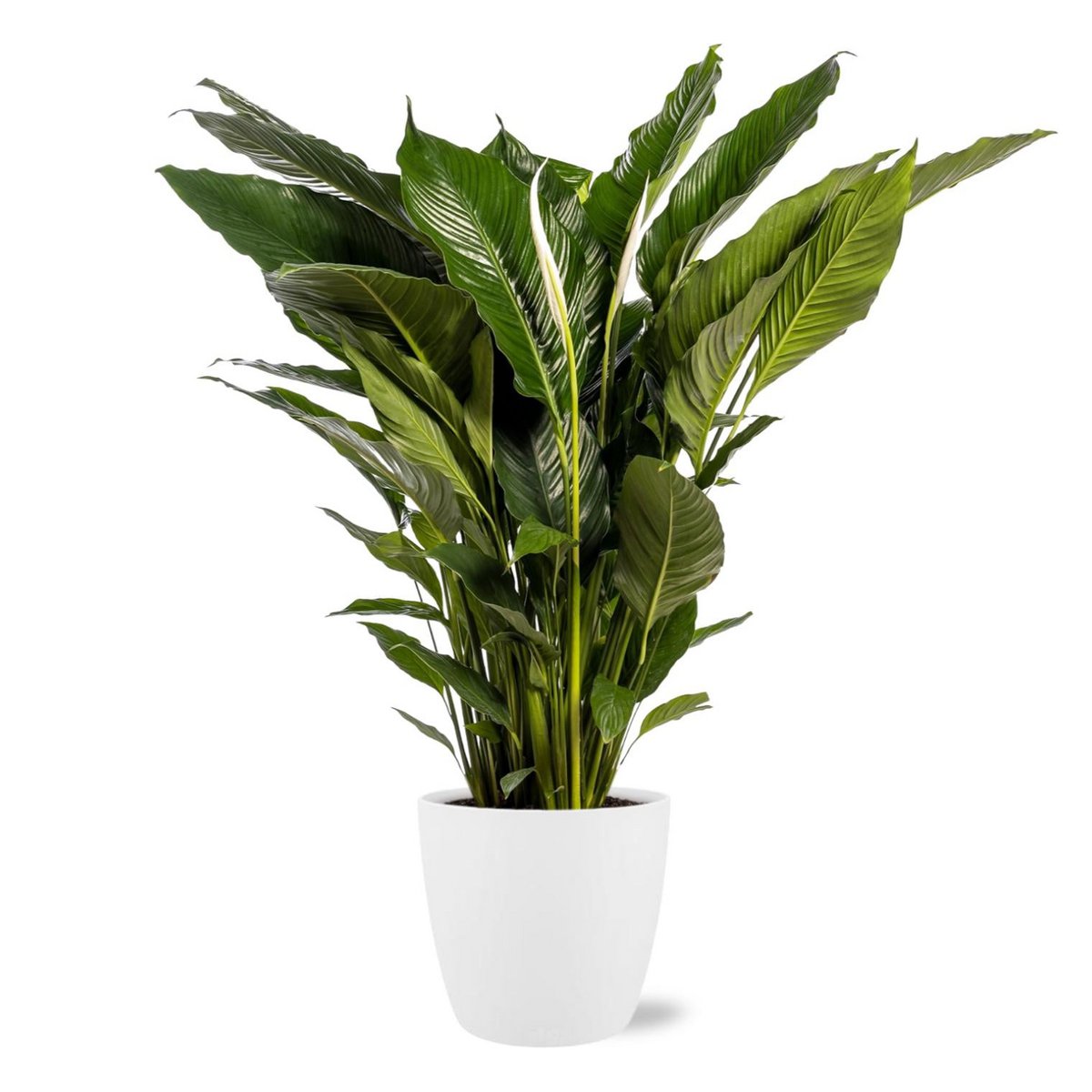 Spathiphyllum Sweet Sebastiano - Ø24cm - ↕110cm + Pot Brussels D25x23cm - Wit