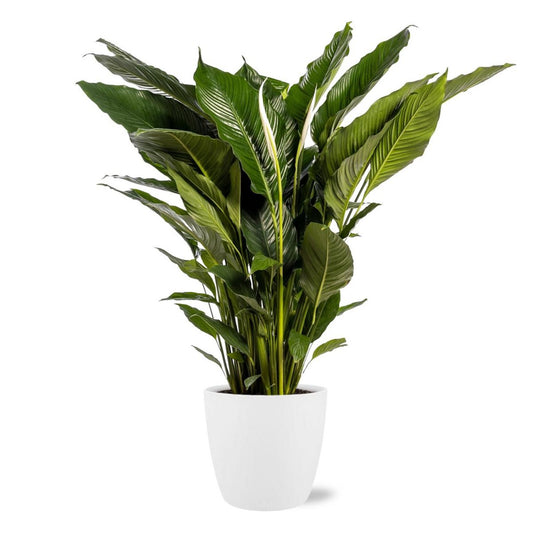 Spathiphyllum Sweet Sebastiano - Ø24cm - ↕110cm + Pot Brussels D25x23cm - Wit