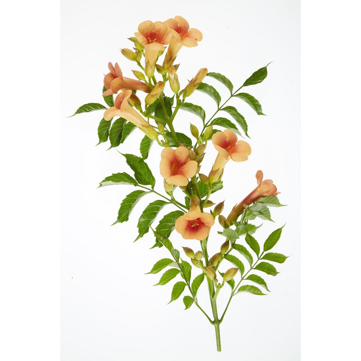 2x - Campsis 'Indian Summer' - ↨65cm - Ø15