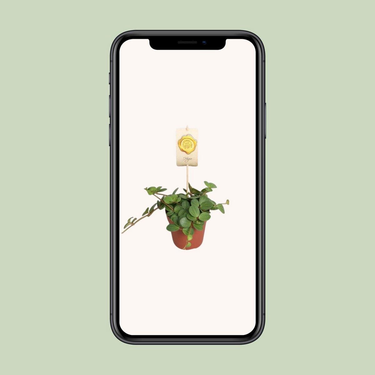 Peperomia 'Hope' | [P12-H15]