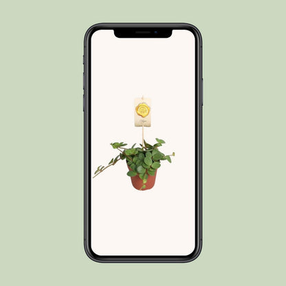 Peperomia 'Hope' | [P12-H15]