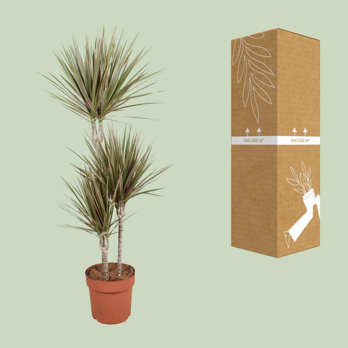 Dracaena Bicolor 60-30-15 | [P21-H120]