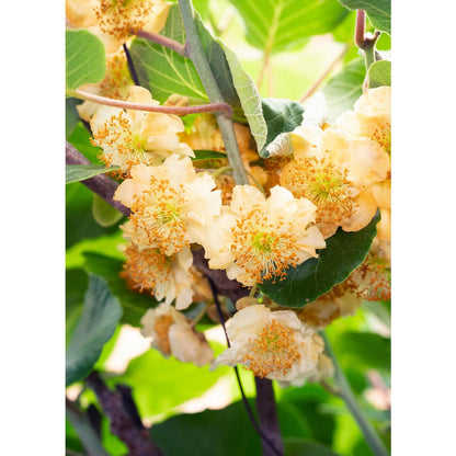 Actinidia delciosioa 'Jenny' - Kiwi - Ø13cm - ↕45cm
