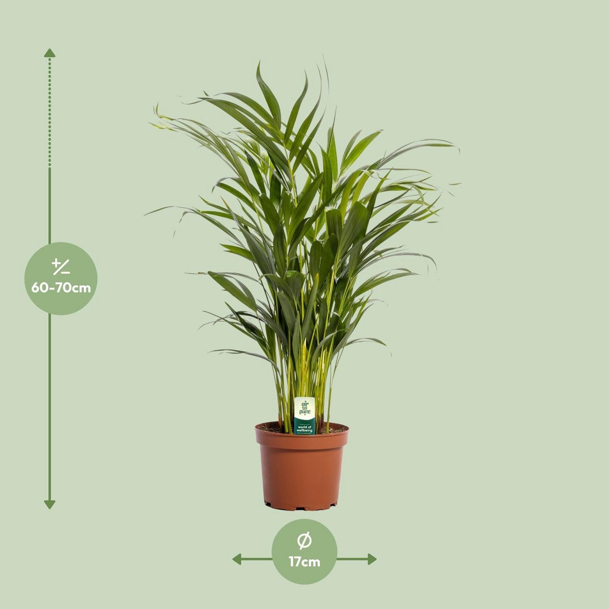 Dypsis Lutescens - Ø17cm - ↕65cm