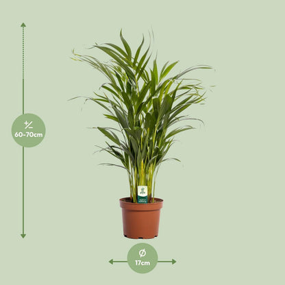 Dypsis Lutescens - Ø17cm - ↕65cm