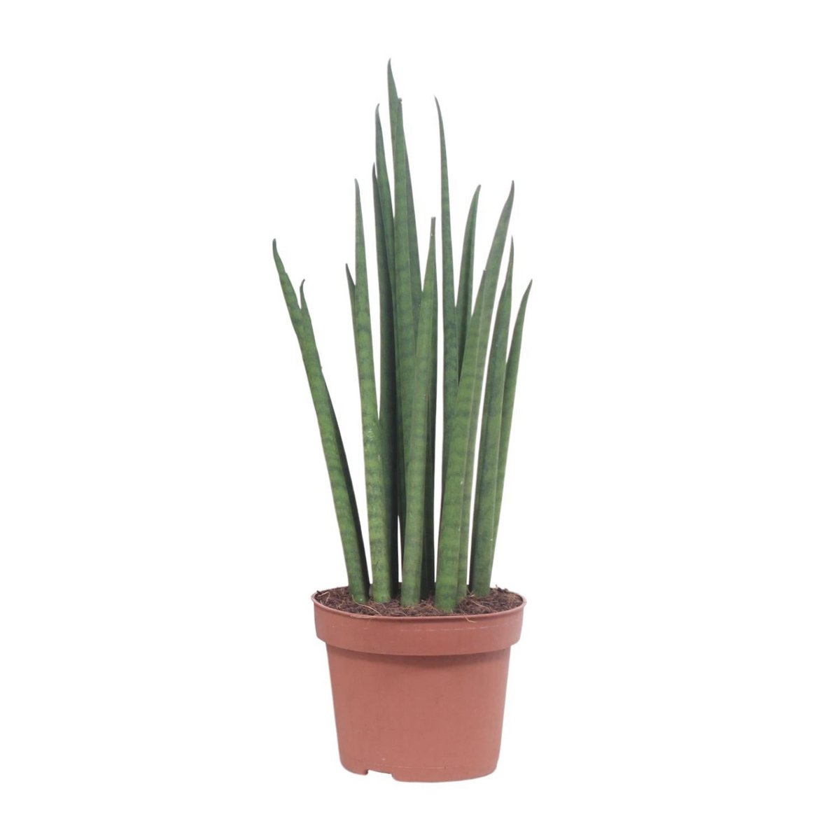 Sansevieria Mikado | [P12-H40]