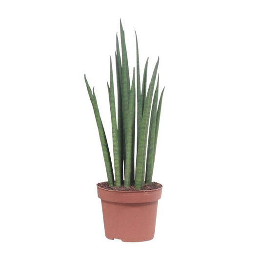 Sansevieria Mikado | [P12-H40]