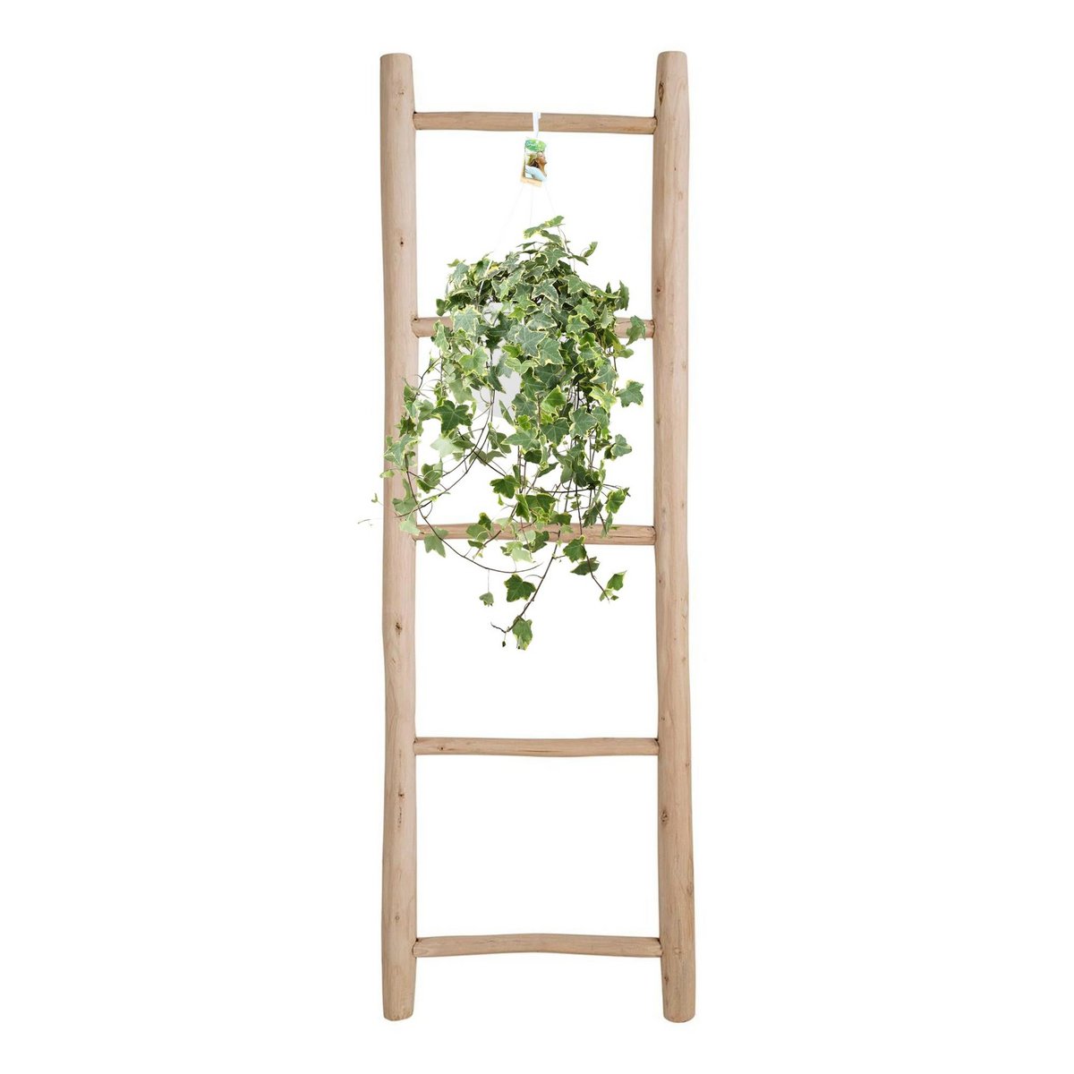 Hedera Helix Gold Child - Hang/XXL - Ø24cm - ↕cm