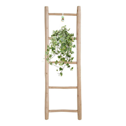 Hedera Helix Gold Child - Hang/XXL - Ø24cm - ↕cm
