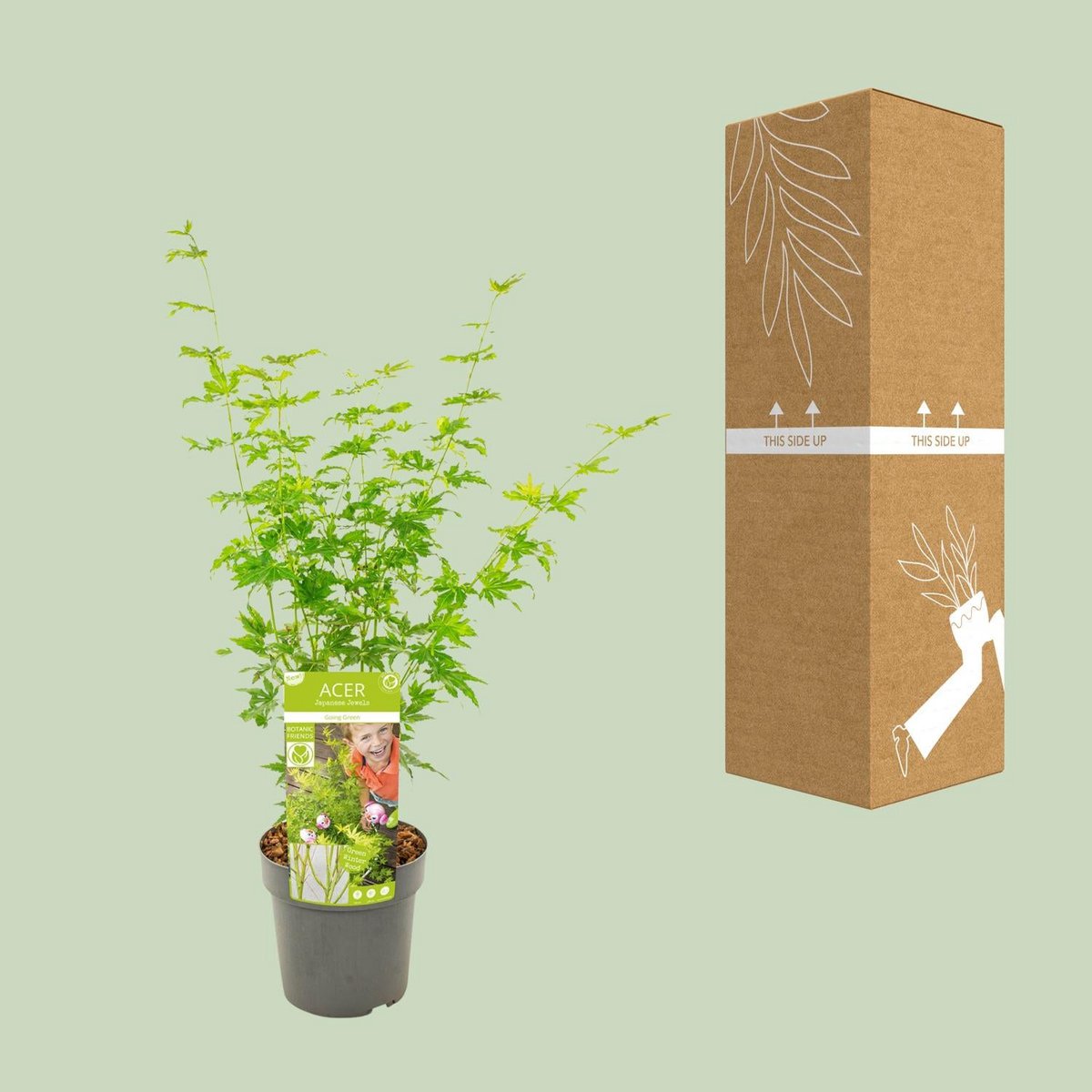 Acer palm. 'Going Green'Â® | [P19-H40]