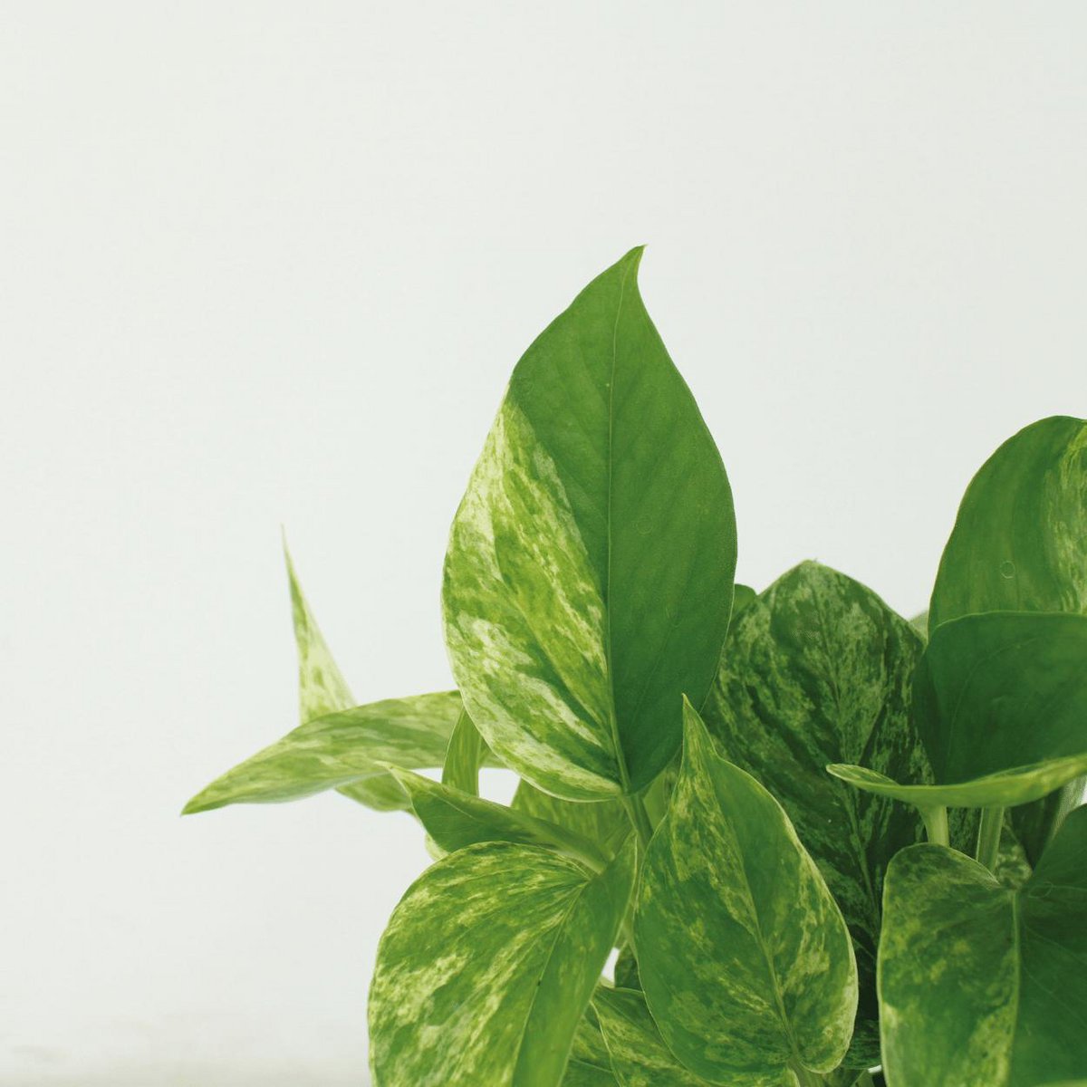 Epipremnum Marble Queen - 4 pieces - ø12cm - ↕15cm