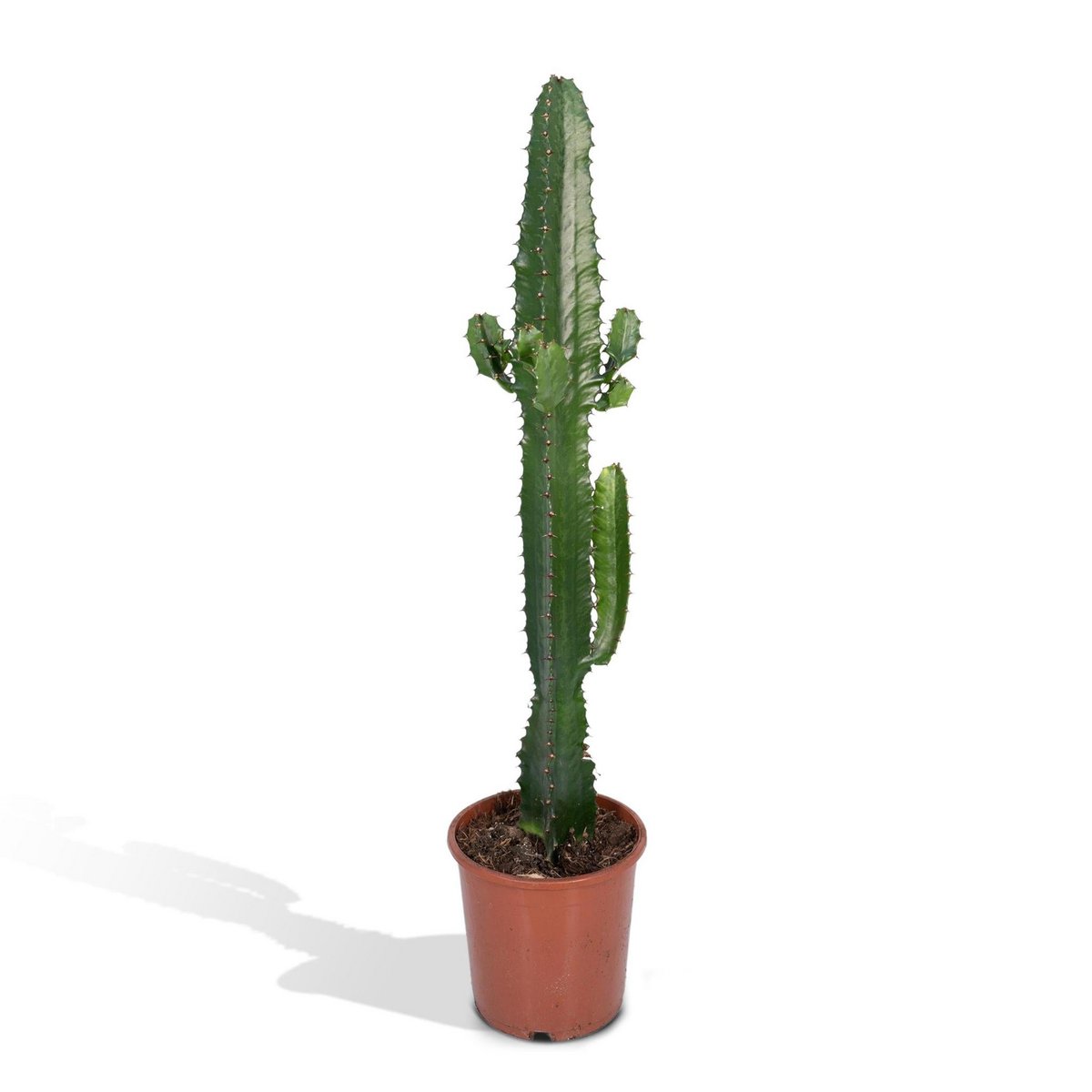 Euphorbia Acrurensis - Cactus - Ø17cm - ↕50cm