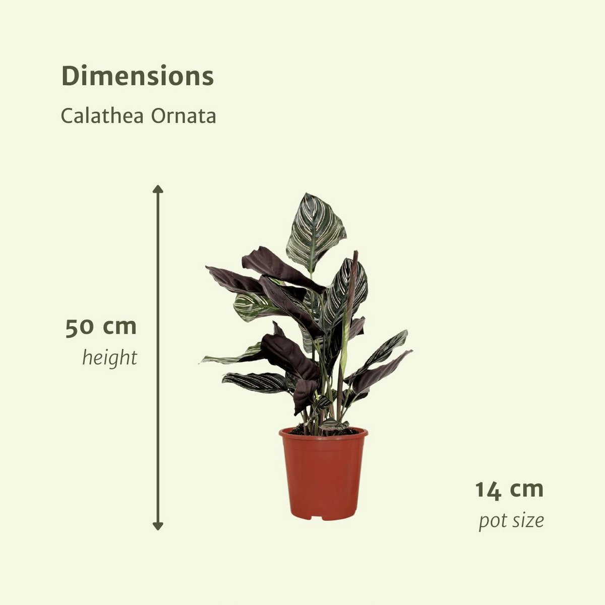 Calathea Ornata - Peacock plant - 2 pieces - ø14cm - ↕50cm