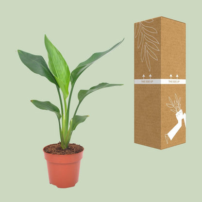 Strelitzia Reginea | [P12-H40]