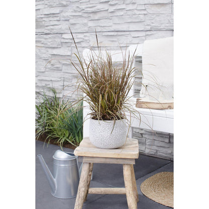 Uncinia rubra 'Everflame' - ↕30cm - Ø14