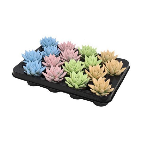 Echeveria Coloured Pastel Mix - 16 stuks - Ø6cm - ↕8cm