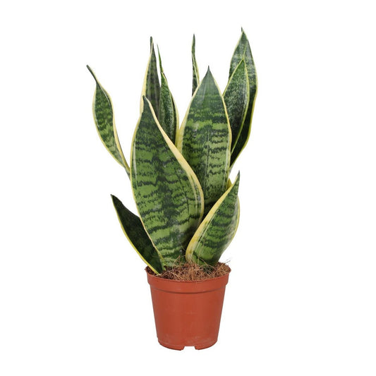 Sansevieria Futura Superba | [P12-H40]