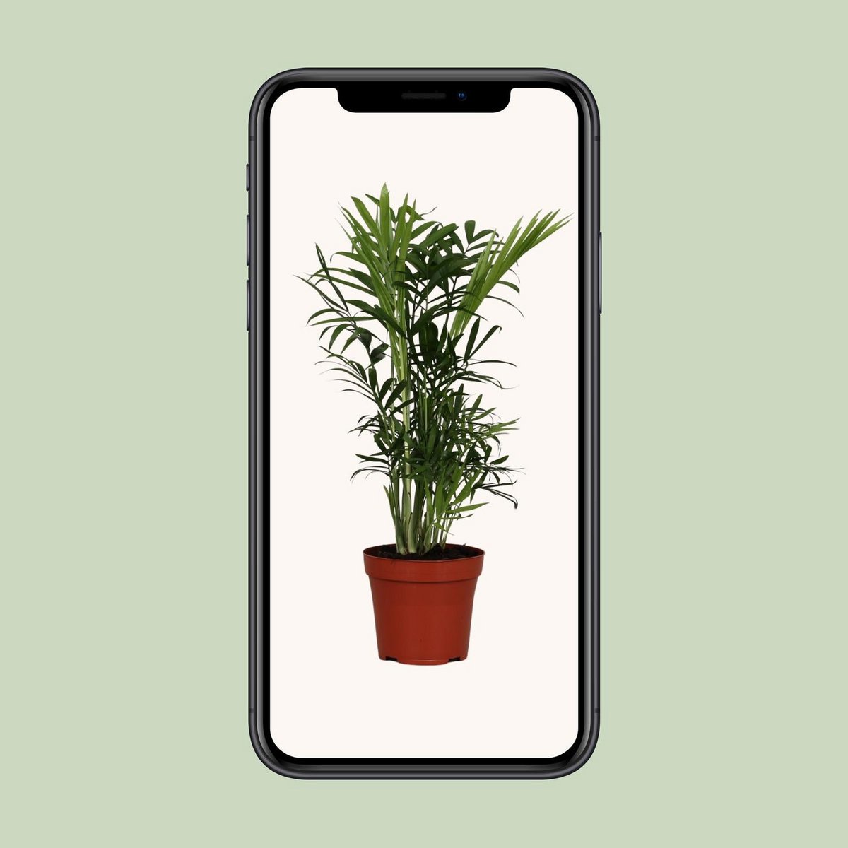 Chamaedorea Elegans | [P12-H40]