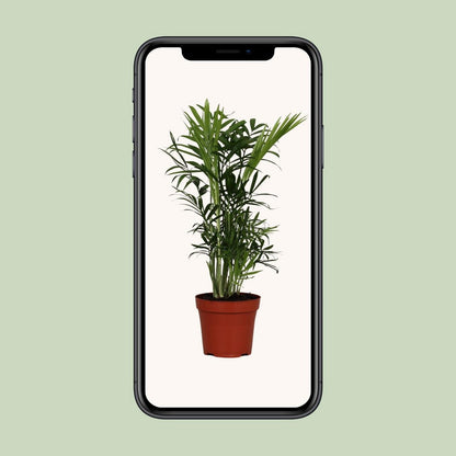 Chamaedorea Elegans | [P12-H40]