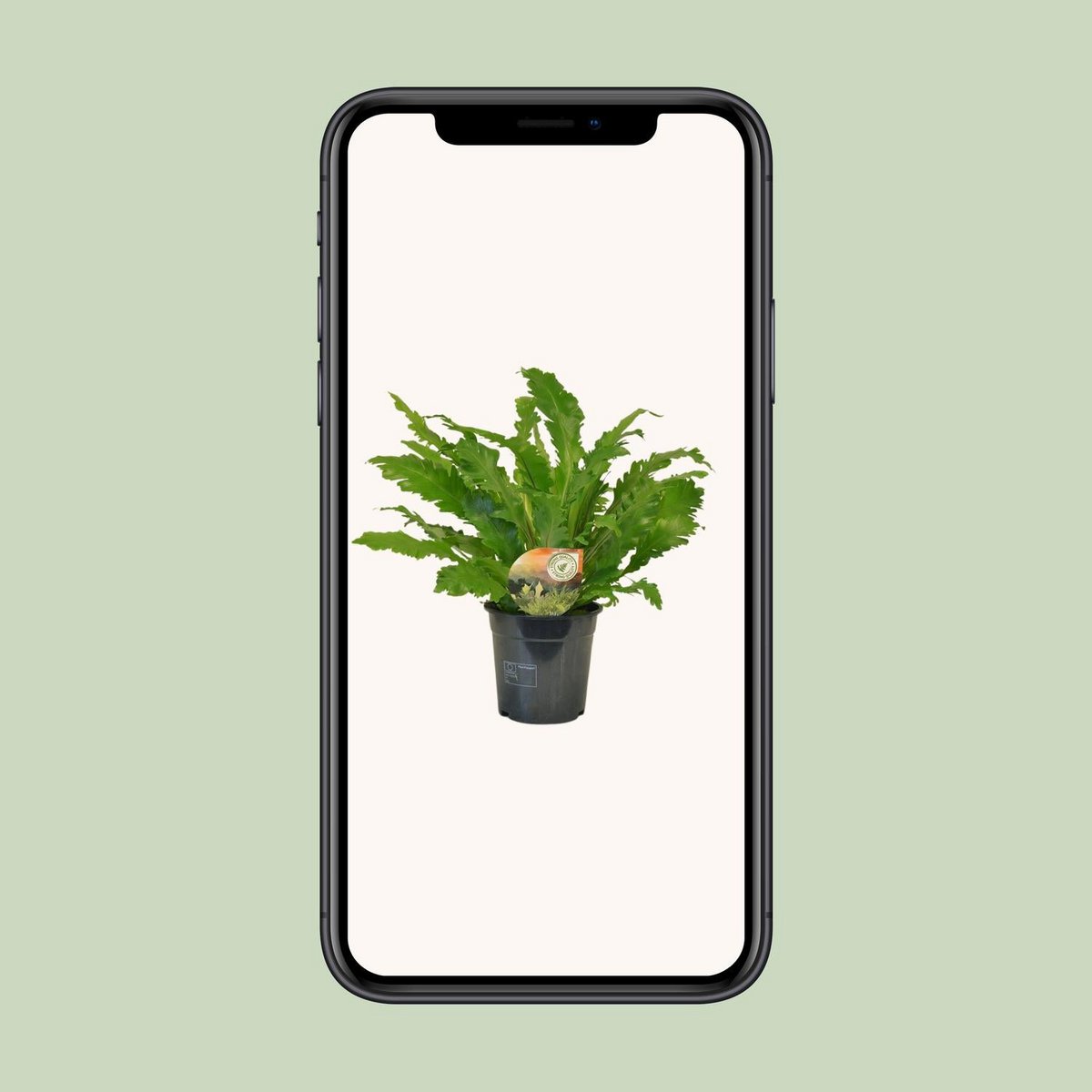 Asplenium Campio - Ø17cm - ↕50cm