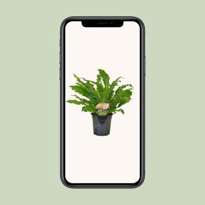 Asplenium Campio - Ø17cm - ↕50cm